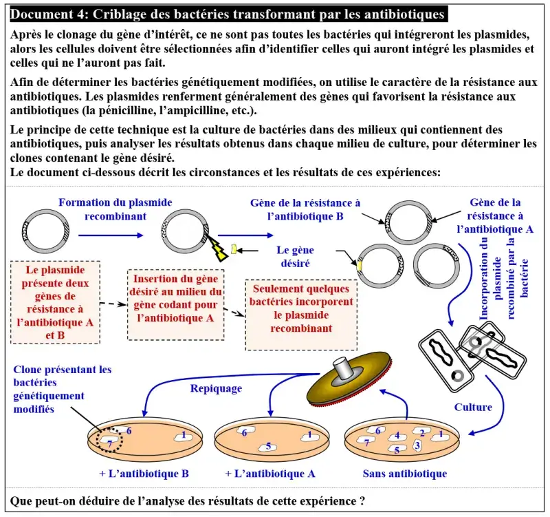 Le génie génétique: Principes et techniques